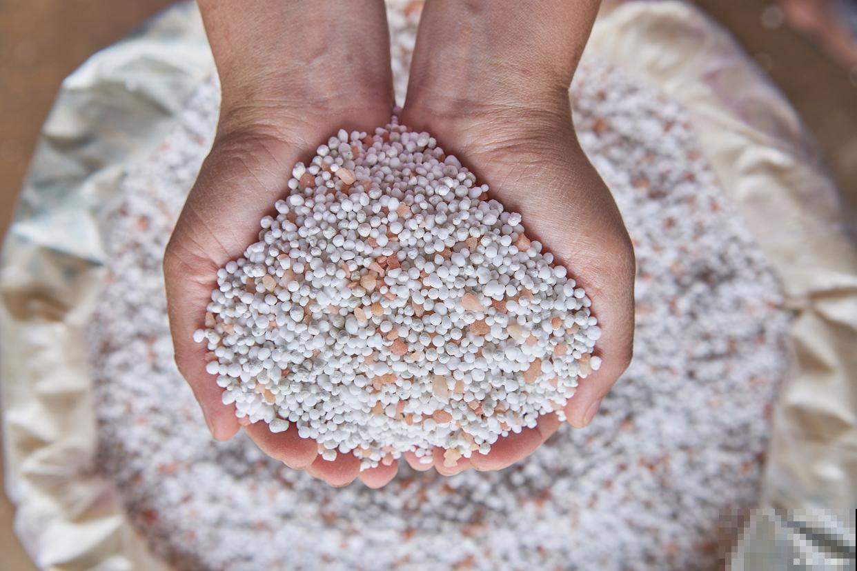 鹅掌藤的叶子发黄掉落怎么办