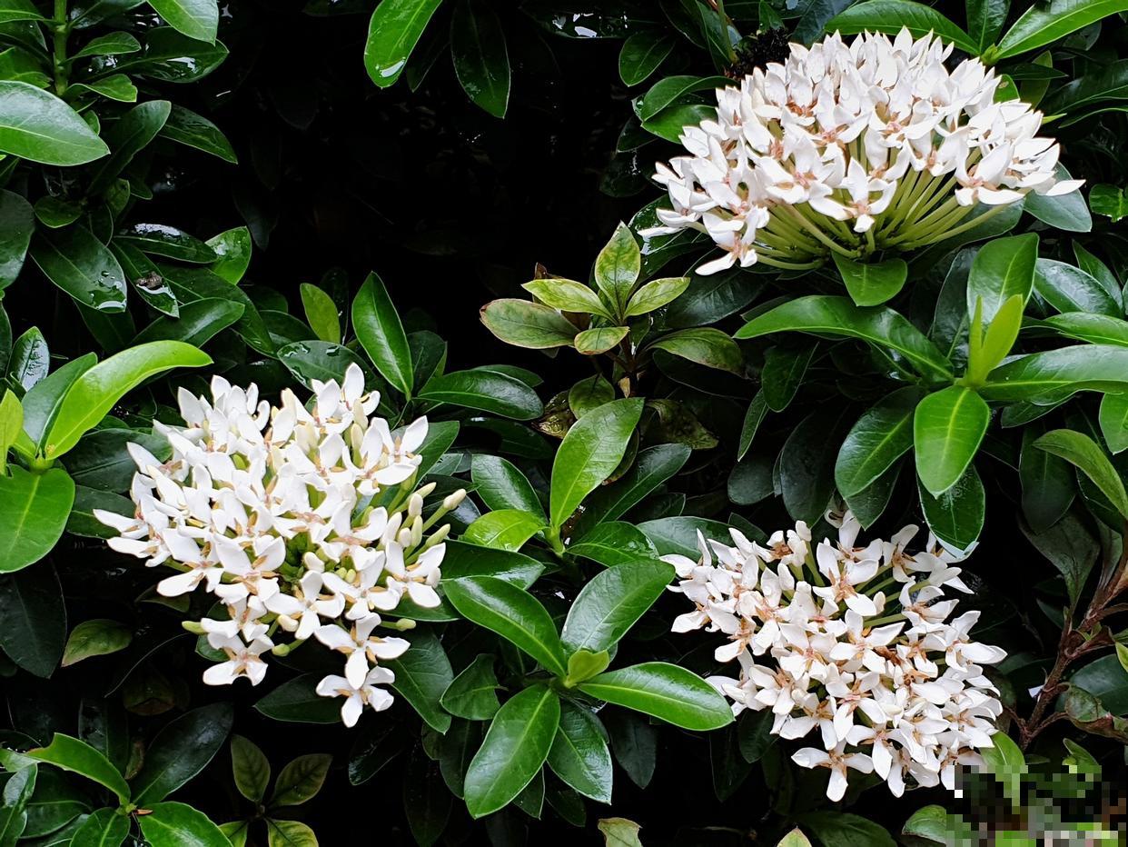 非洲茉莉多久开花 非洲茉莉多久开花