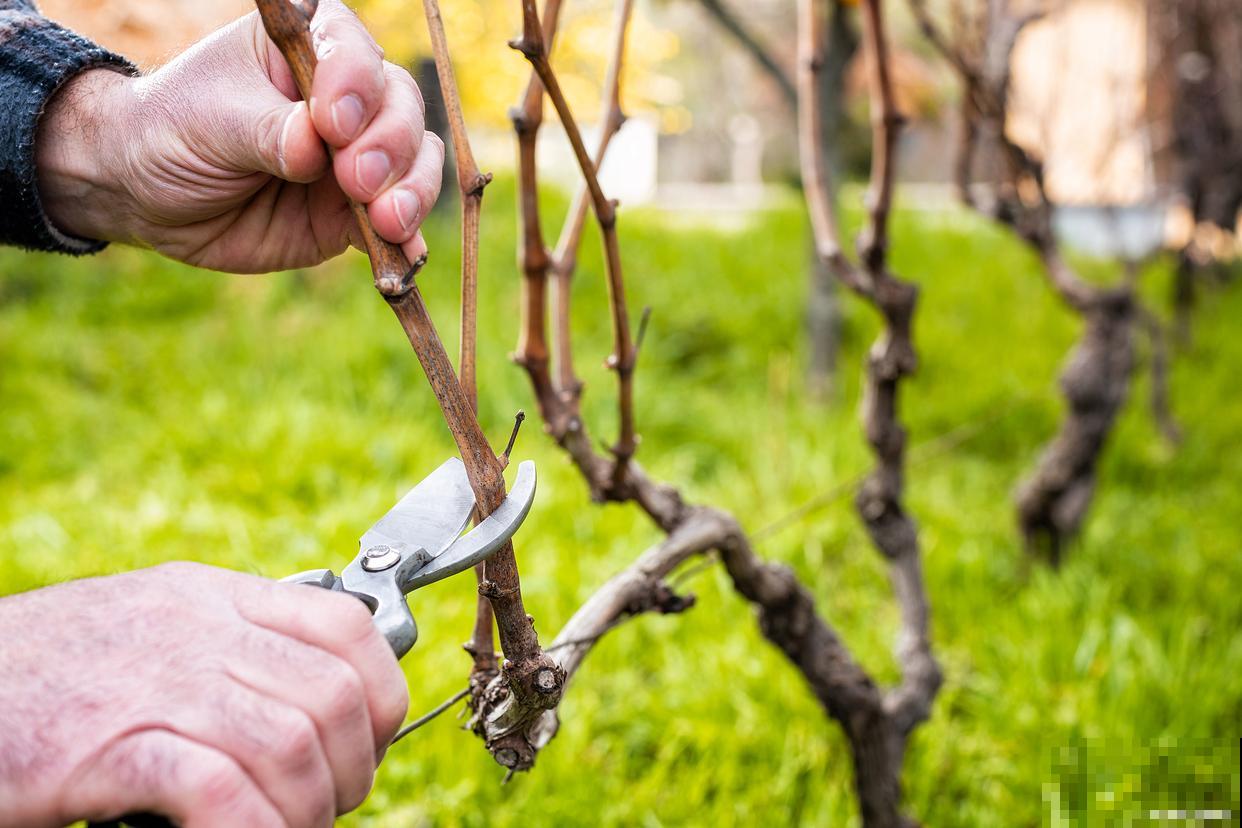 一年生小树怎么修剪