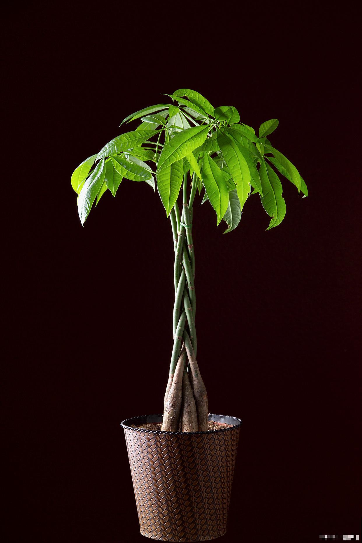 发财树叶尖干枯要怎么补救