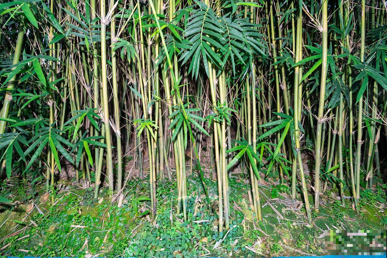 凤尾竹烂根是什么原因 凤尾竹烂根是什么原因