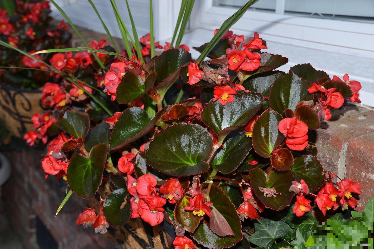 玻璃翠花怎么繁殖