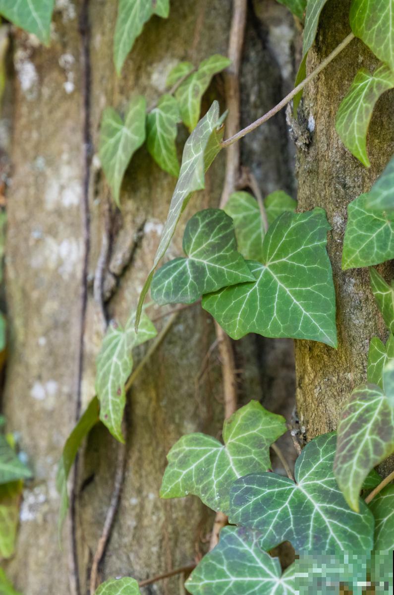 山乌龟藤长了怎么办