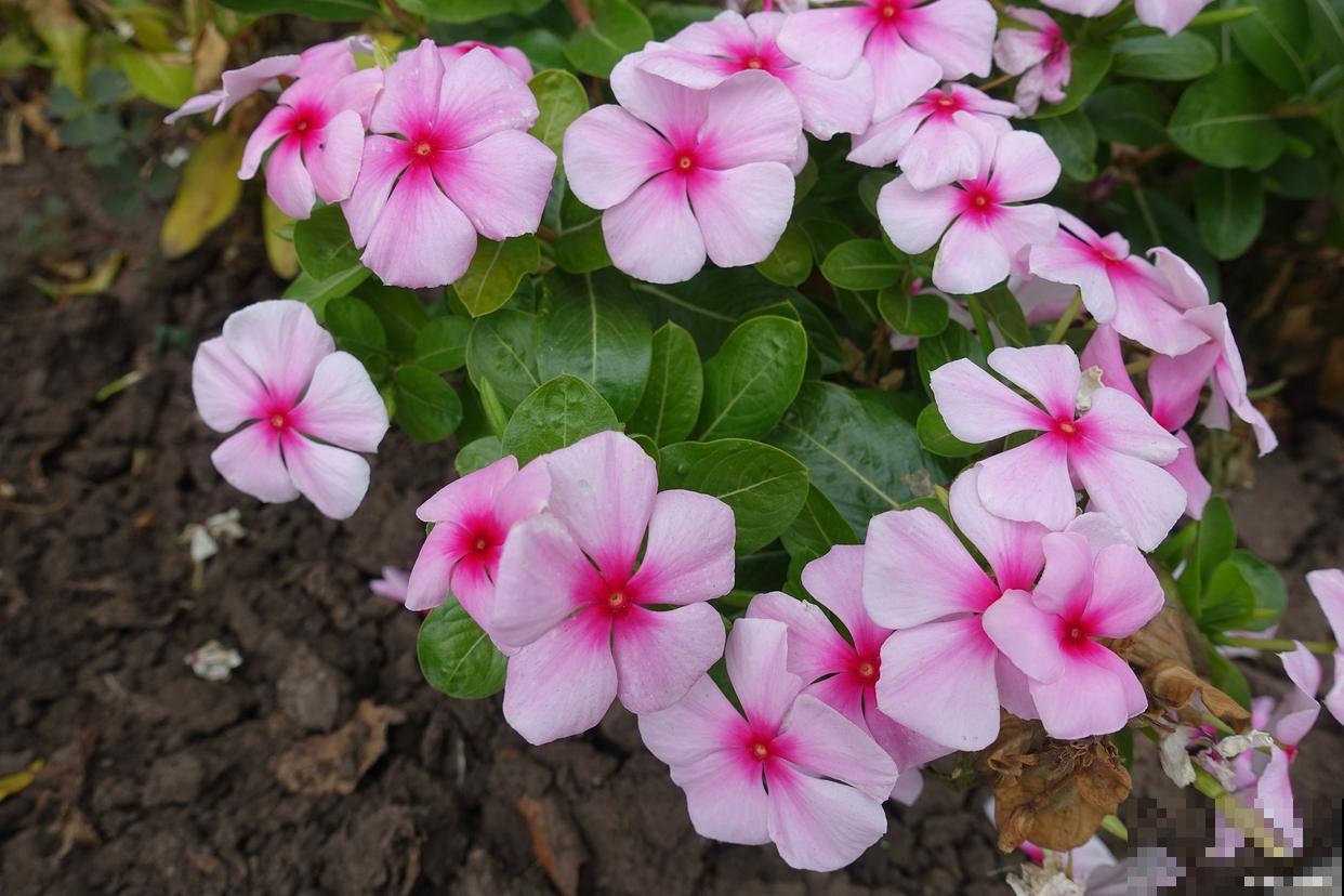 天天开花怎么繁殖