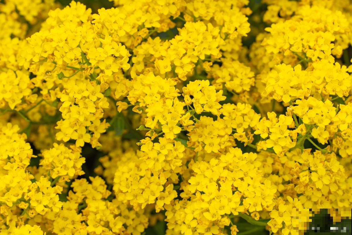 二月兰是什么颜色的花 二月兰是什么颜色的花