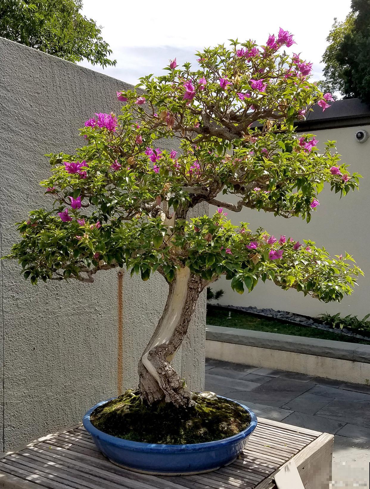 北方适合种什么盆景