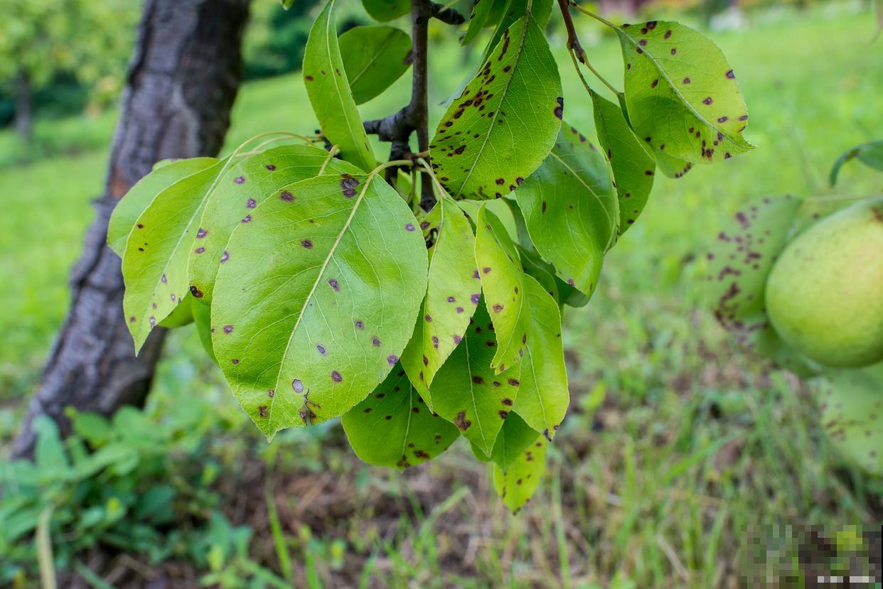 梨锈病怎么治的? 梨锈病怎么治的?