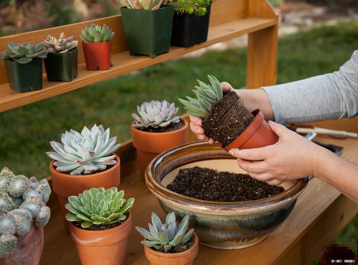 多肉怎么移栽的？