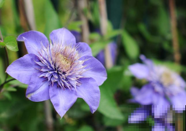 养殖铁线莲，要在秋季进行换盆，利于换盆后恢复