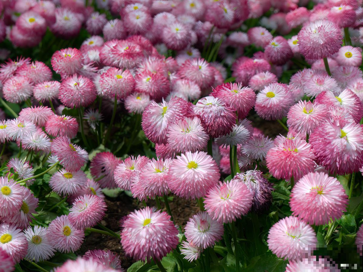 翠菊的播种时间和种植方法 翠菊的播种时间和种植方法