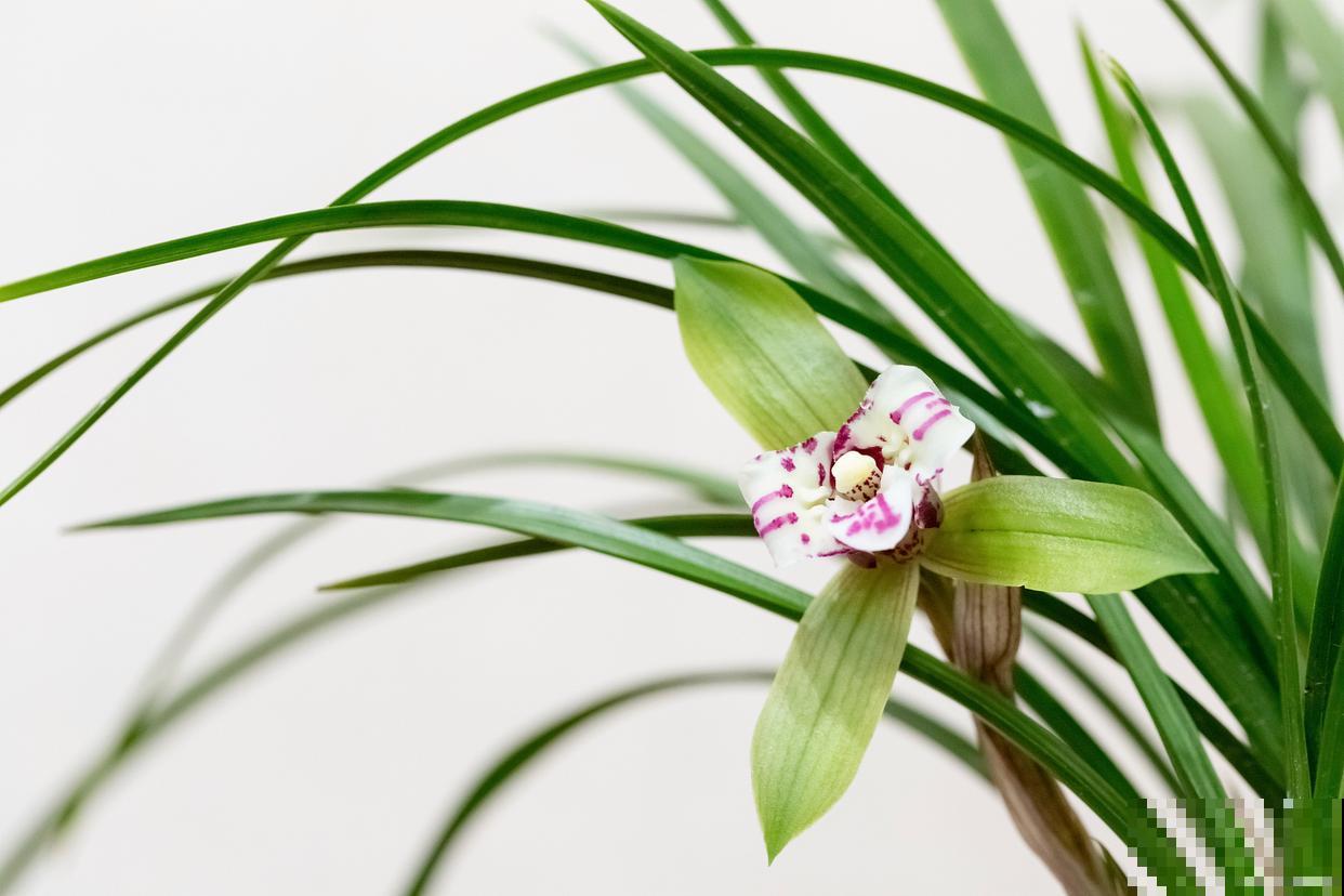 兰花发生红叶怎么办