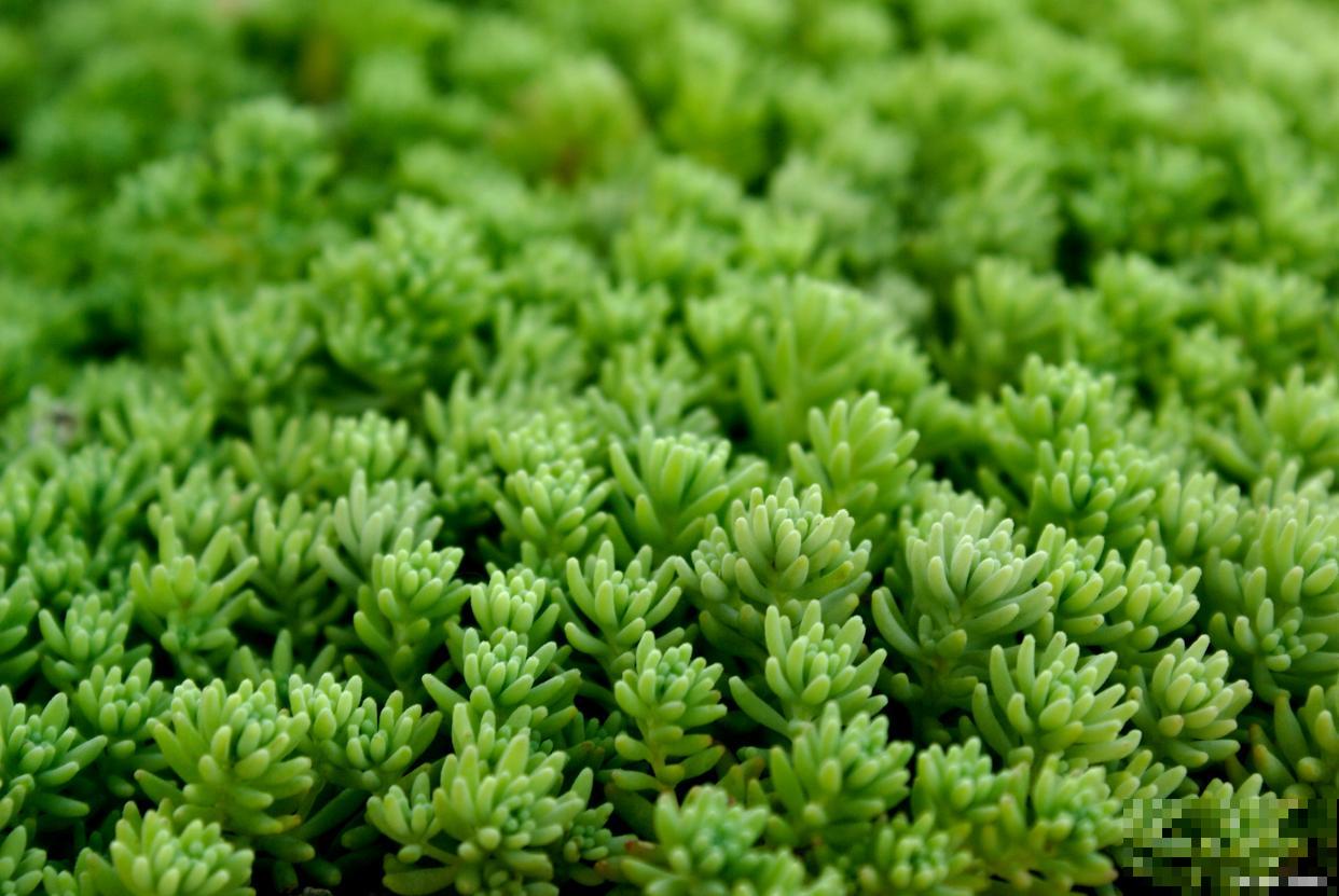 多肉球松怎么养殖 多肉球松怎么养殖