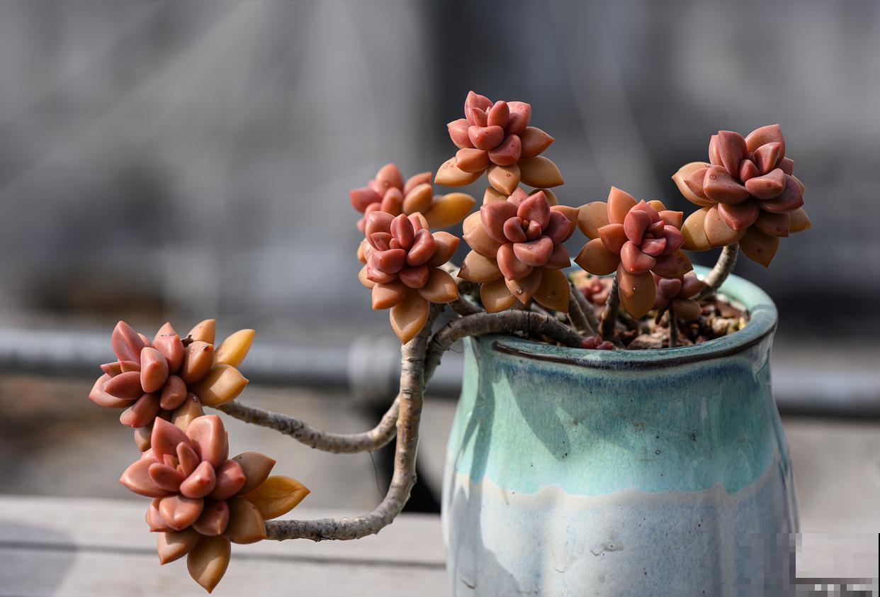 姬胧月老桩弯了怎么弄直