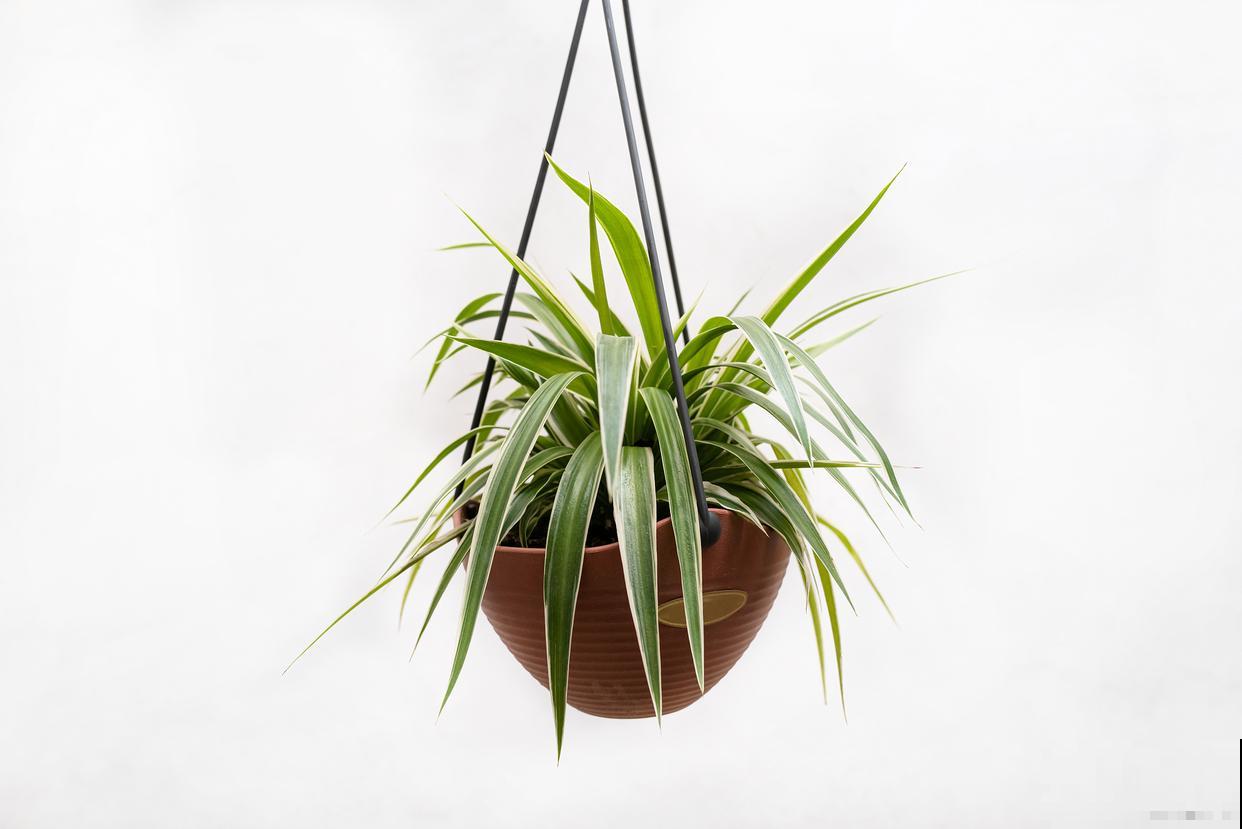 病虫害少的花卉有哪些 病虫害少的花卉有哪些