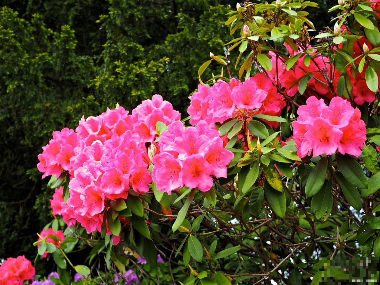 杜鹃花如何度夏？