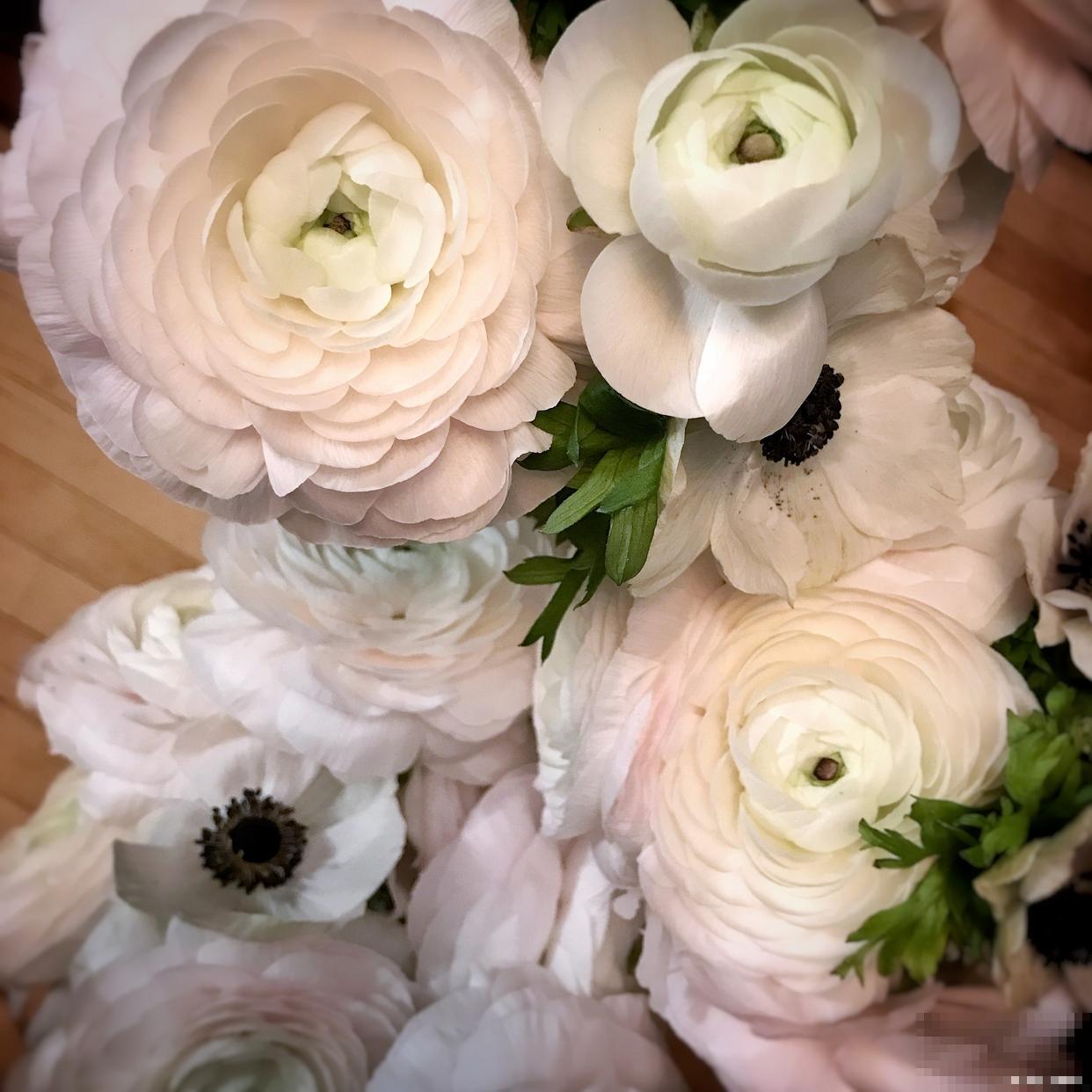 洋牡丹醒花的正确方法和技巧