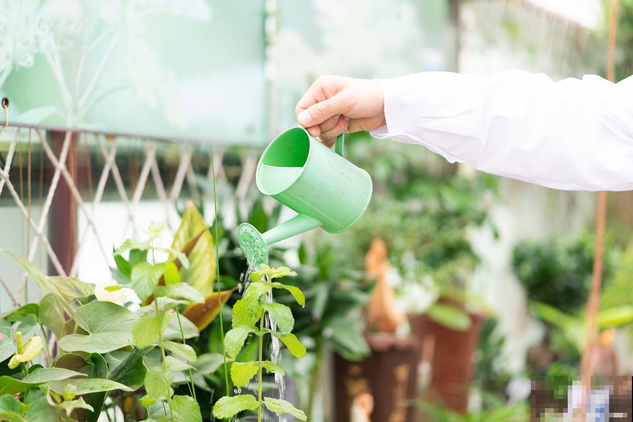 春天给花浇水是什么时间 春天给花浇水是什么时间