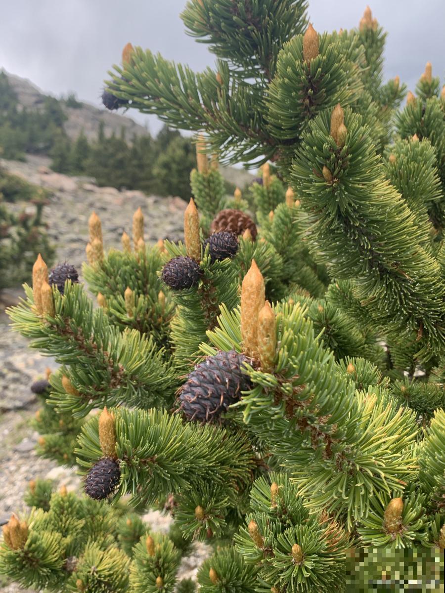 球松怎么繁殖技术