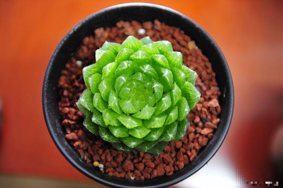 玉露开花了怎么办