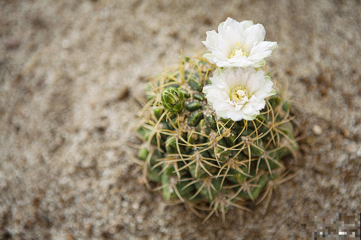 多肉白头翁仙人掌怎么养