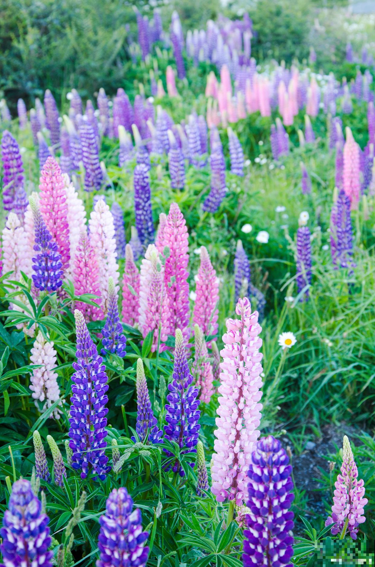 鲁冰花叶子枯萎蔫了怎么办 鲁冰花叶子枯萎蔫了怎么办