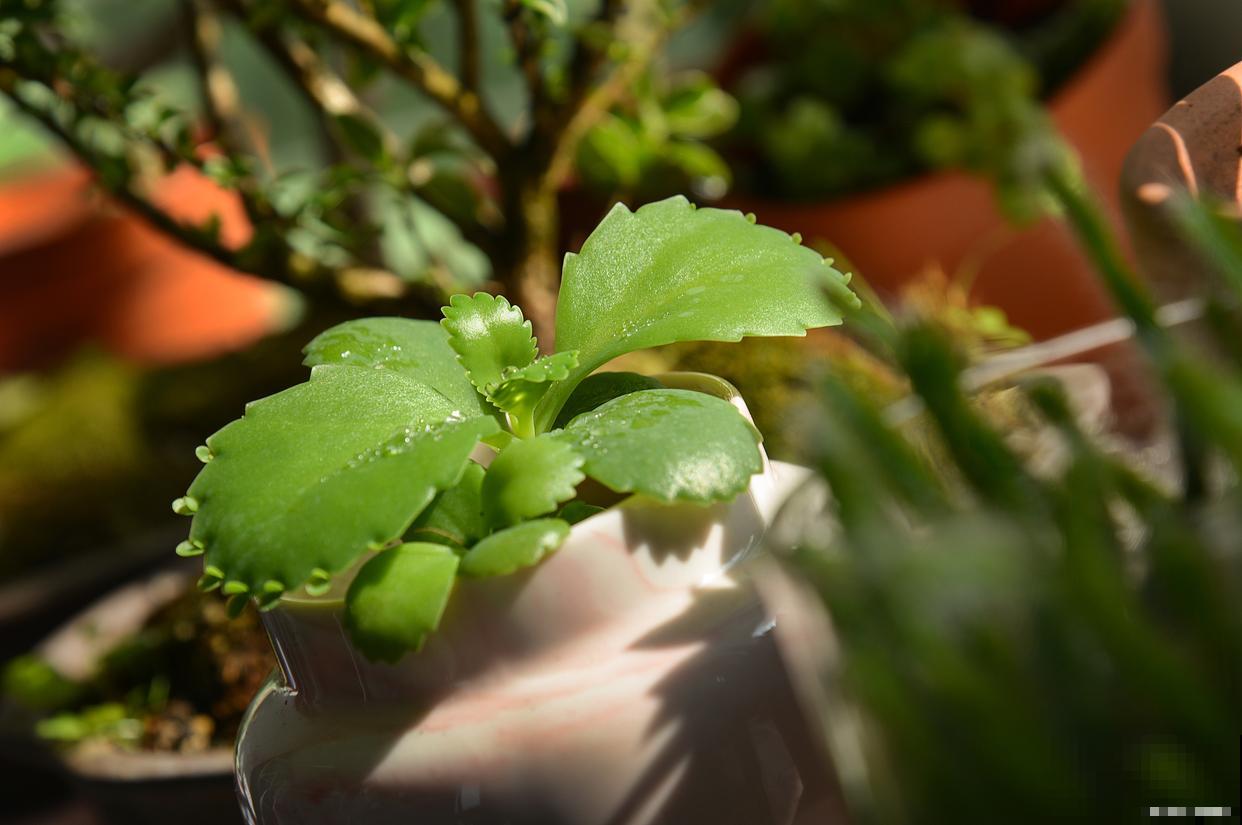 植物为什么要晒太阳