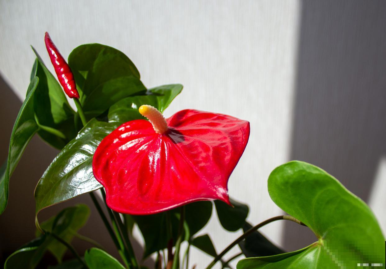 新买的红掌花叶子发黄怎么办