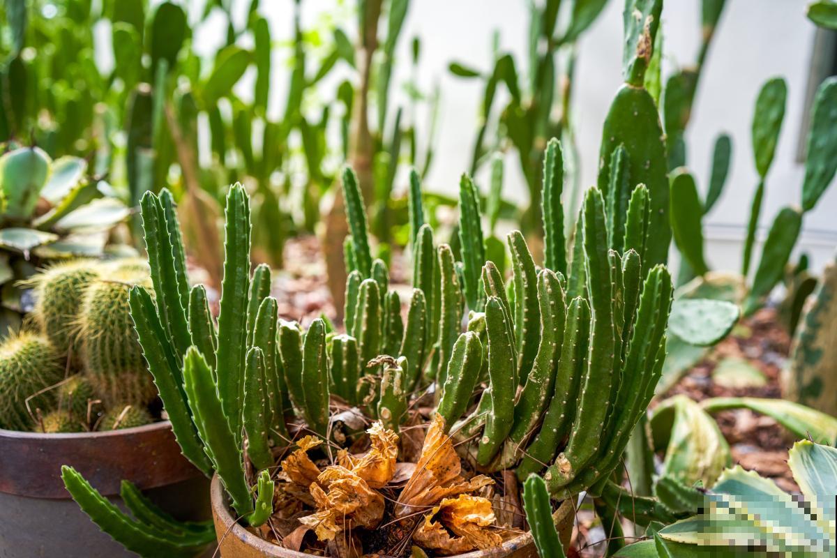 办公室适合放什么绿植