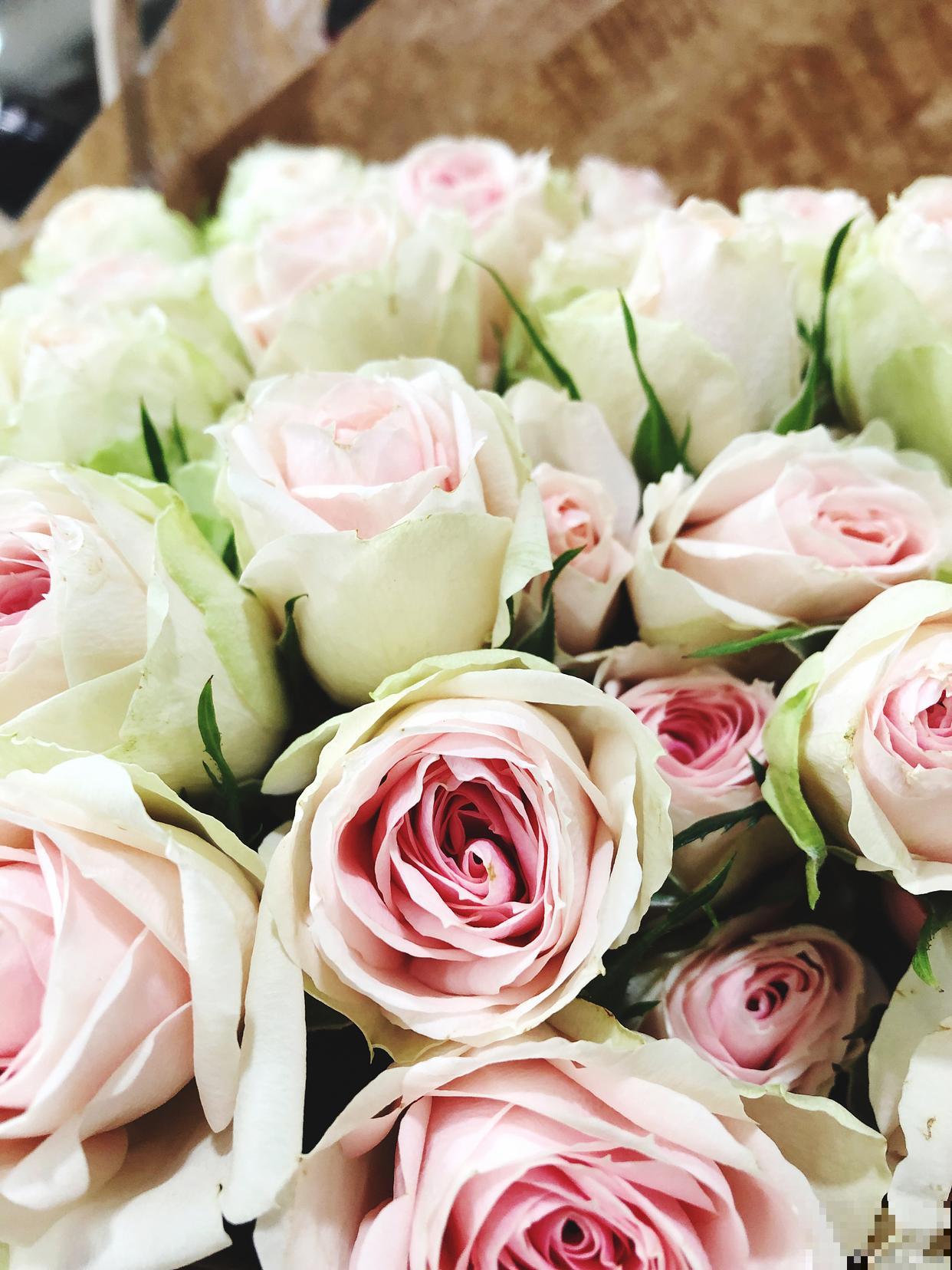 海洋之歌玫瑰怎么养 海洋之歌玫瑰怎么养