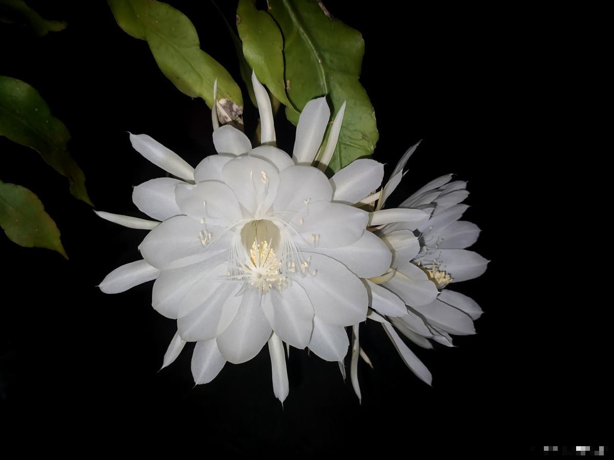 昙花怎么养 昙花的养殖方法 昙花怎么养 昙花的养殖方法