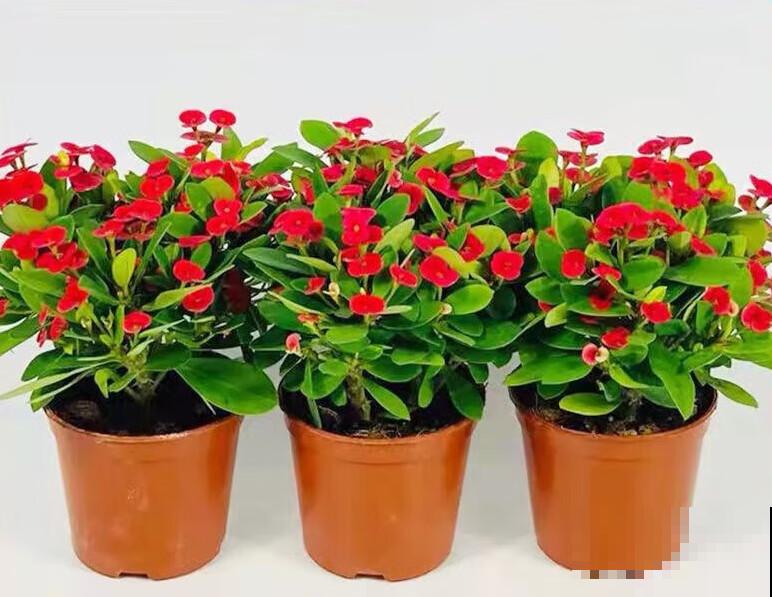 刺梅开花为什么不红