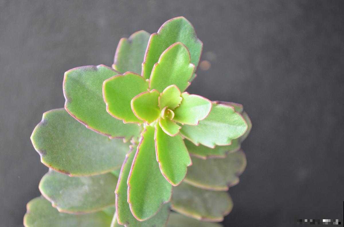 番杏科多肉植物怎么养