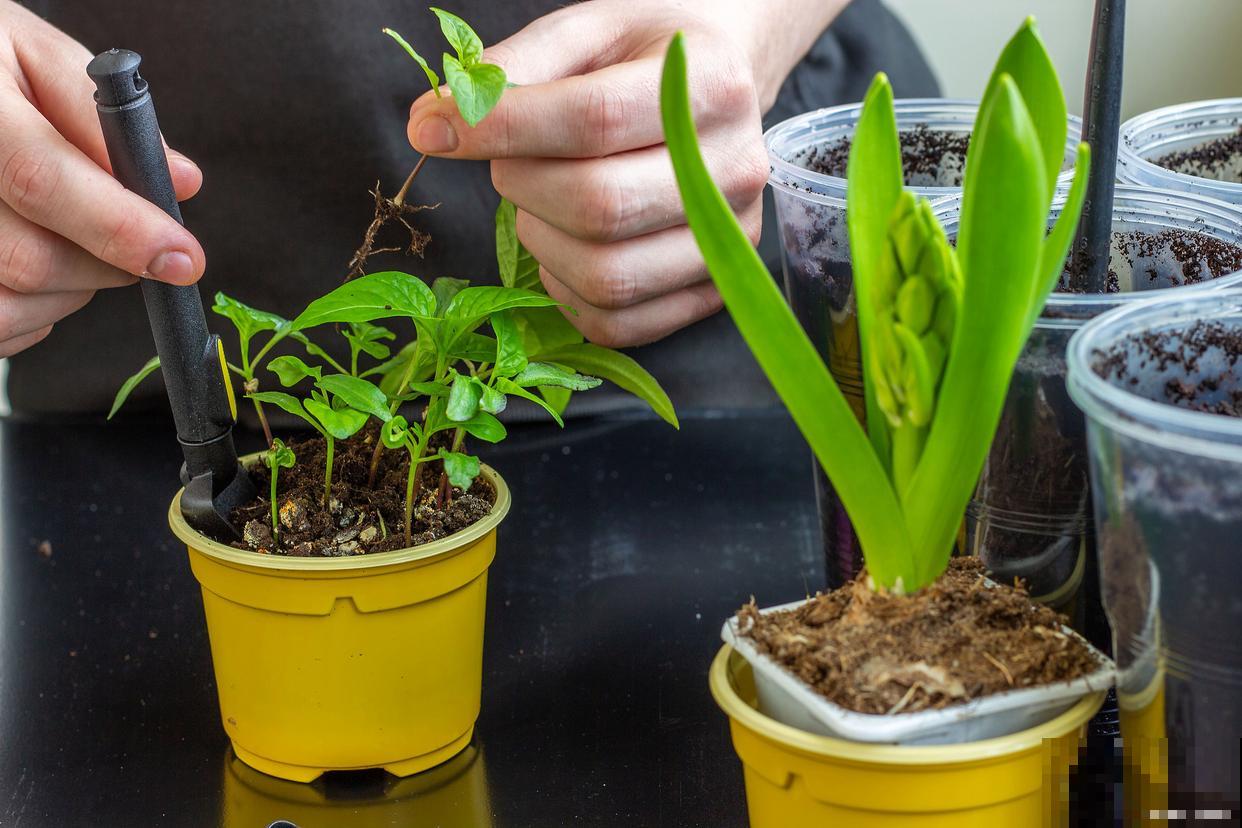 分株繁殖是什么意思 分株繁殖是什么意思