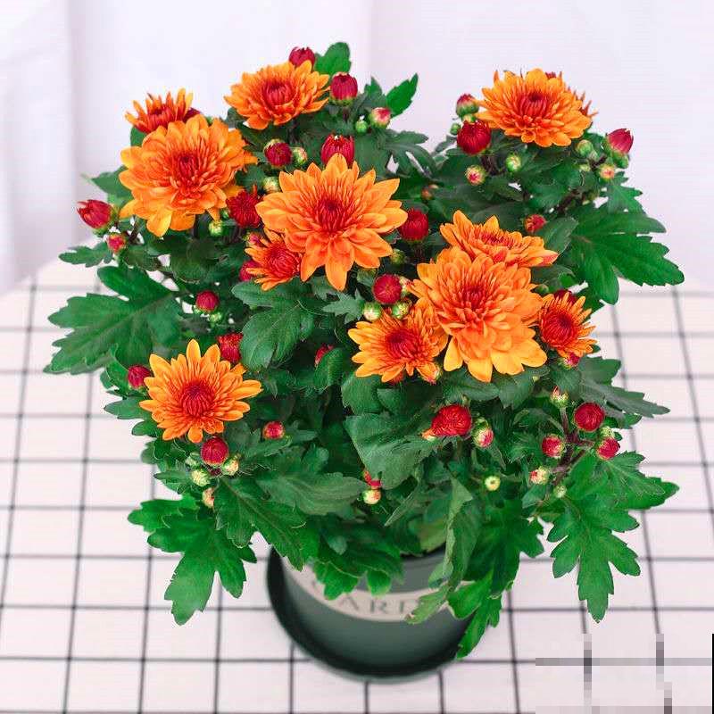 荷兰菊叶子蔫了，主要和这4点有关，及时处理还有救