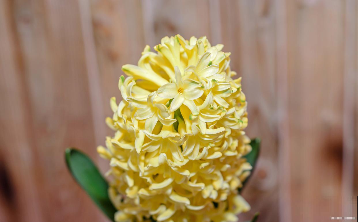 风信子有什么颜色