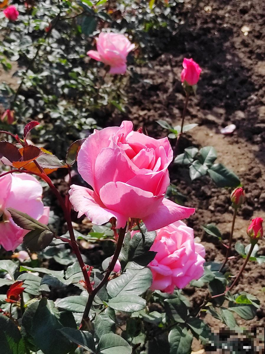 平阴玫瑰怎么养？