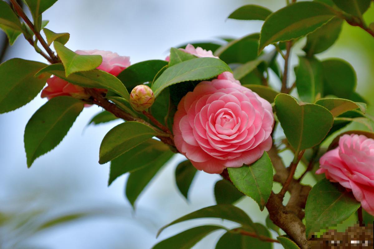 茶花用什么嫁接? 茶花用什么嫁接?
