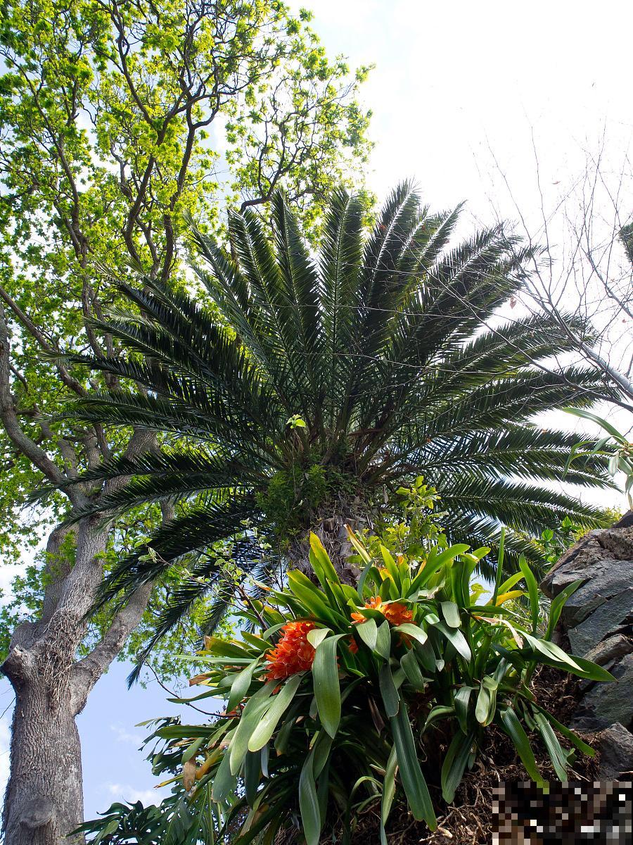 哪些花好看又好养 哪些花好看又好养