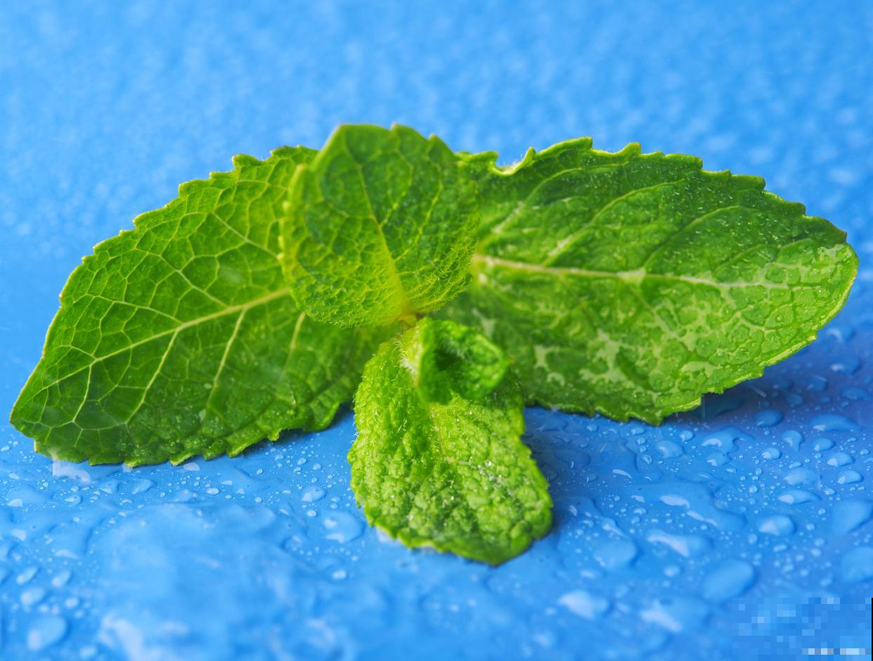 薄荷有虫怎么办? 薄荷有虫怎么办?