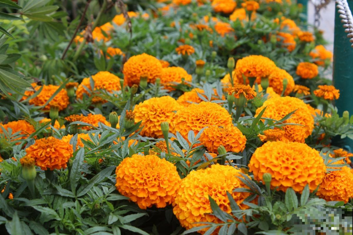 一年四季都盛开的花是什么花？