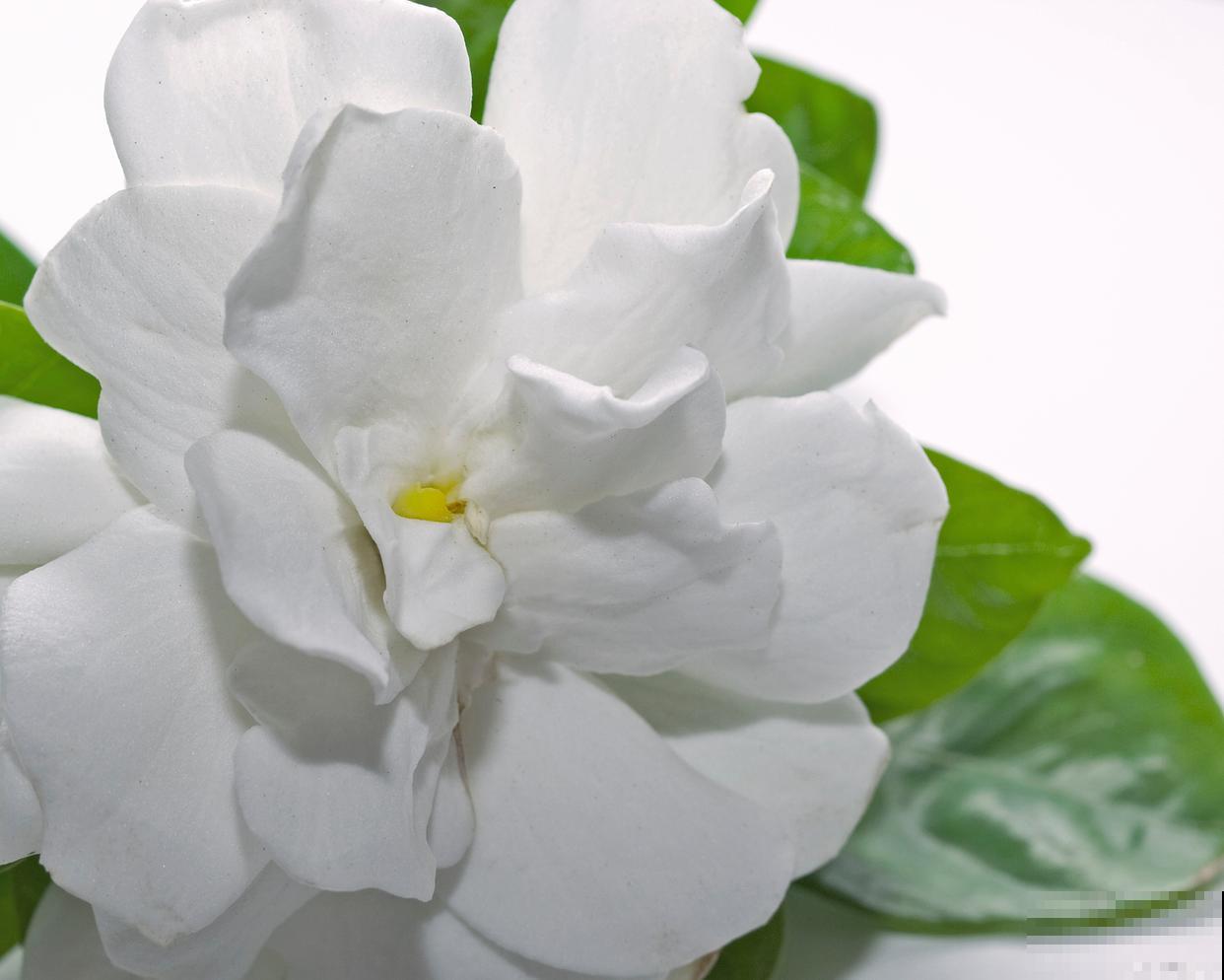 栀子花养殖方法，在家轻松养