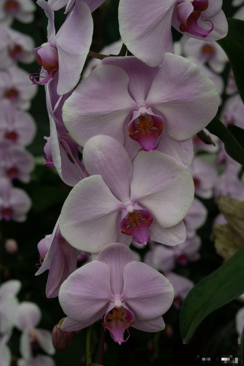 蝴蝶兰没有根怎么养