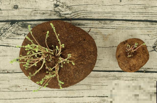 养殖山乌龟留1-2根主藤好,还要注意养殖4要点,长势才能旺盛 养殖山乌龟留1-2根主藤好,还要注意养殖4要点,长势才能旺盛