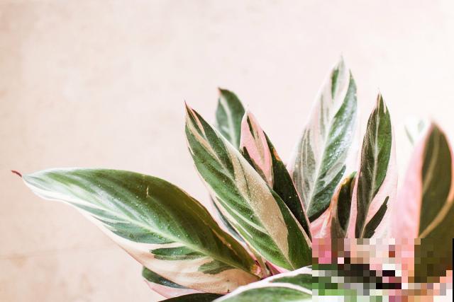 黛粉叶万年青怎么养