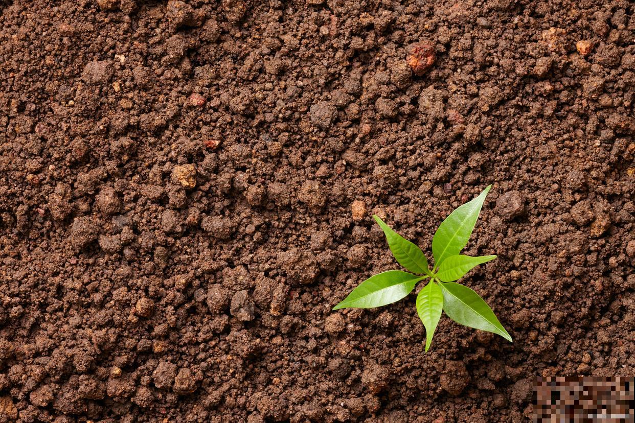 翠菊的播种时间和种植方法