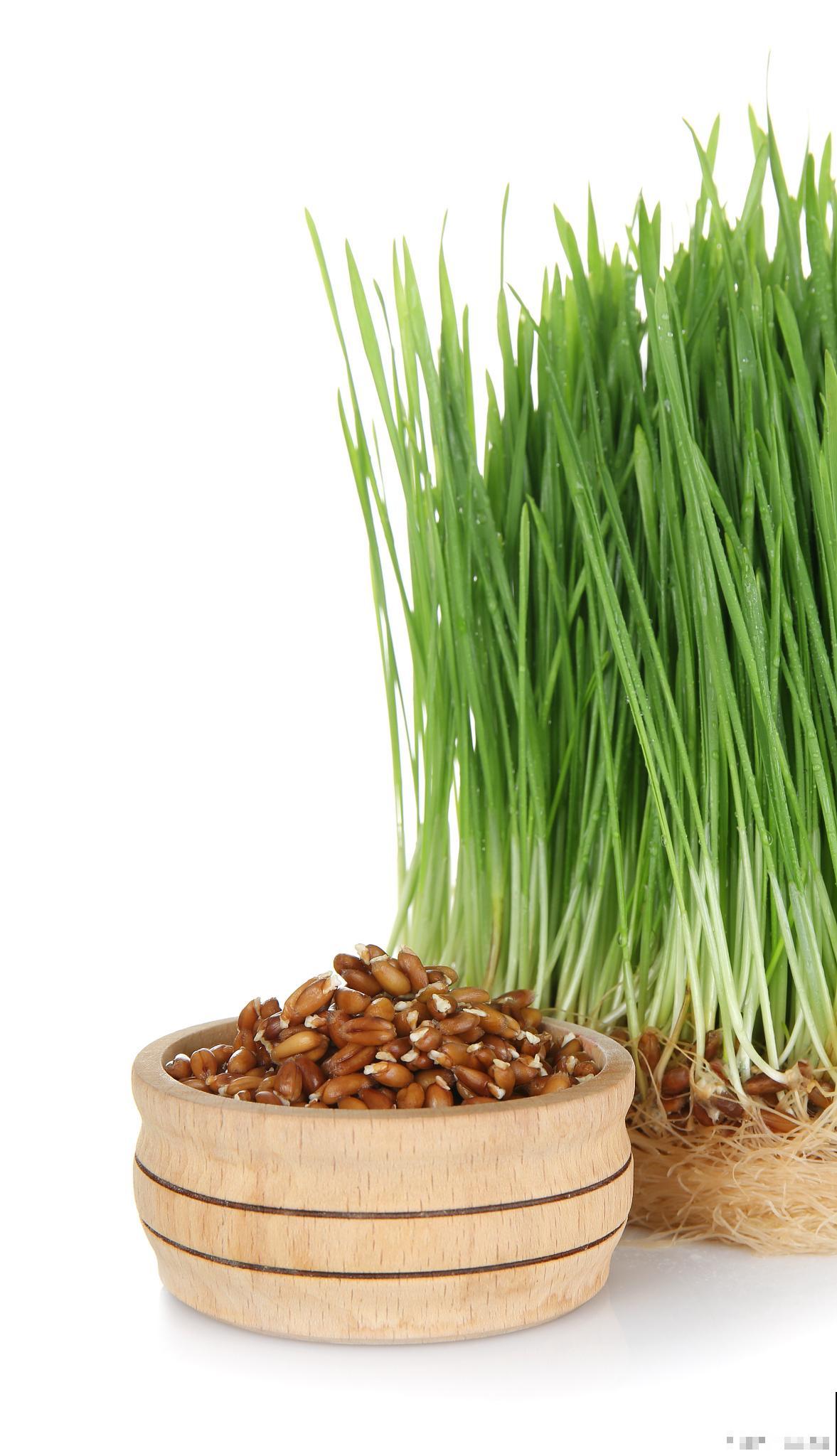 韭菜种子几月份播种