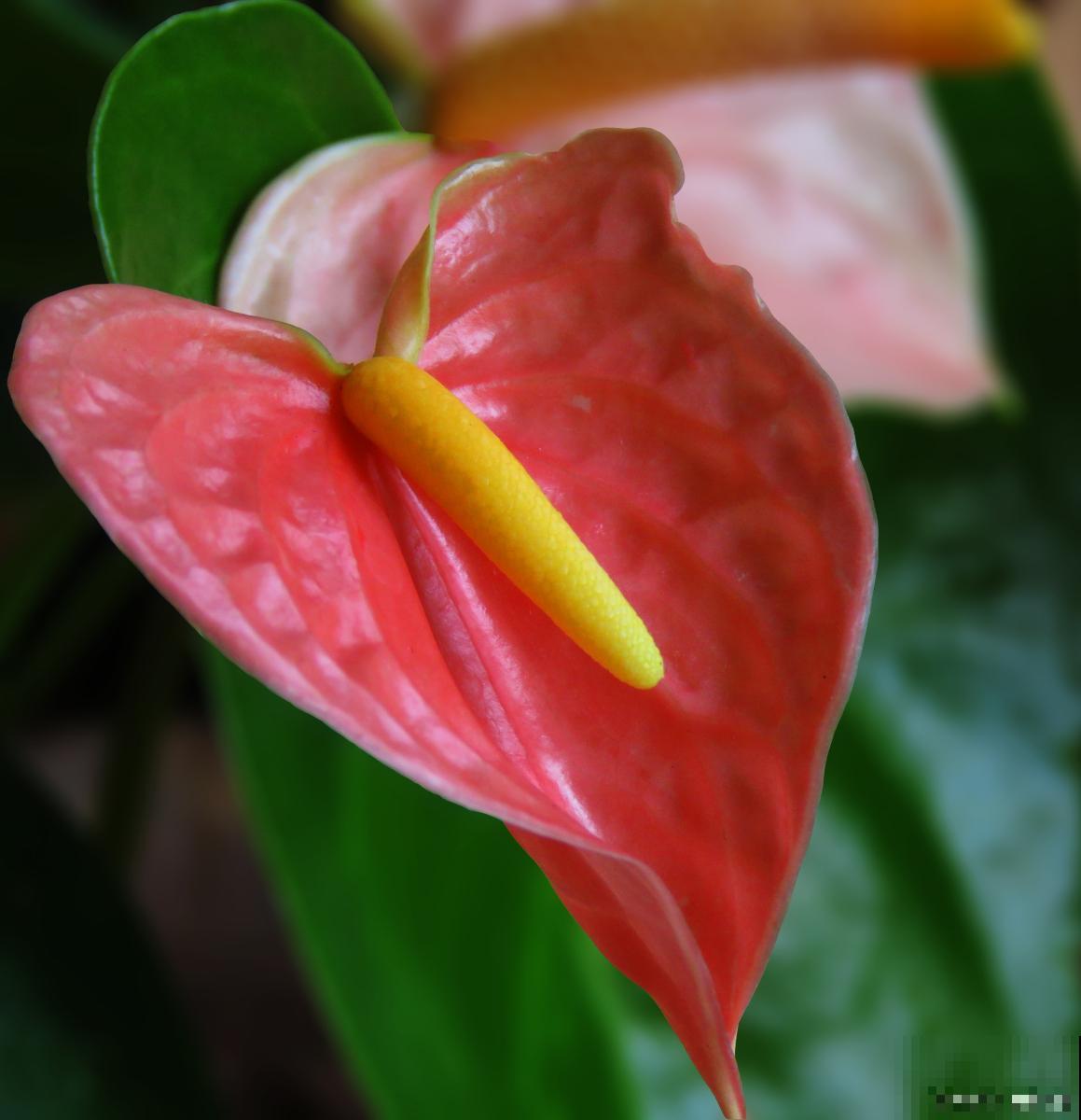 火鹤花不红怎么回事