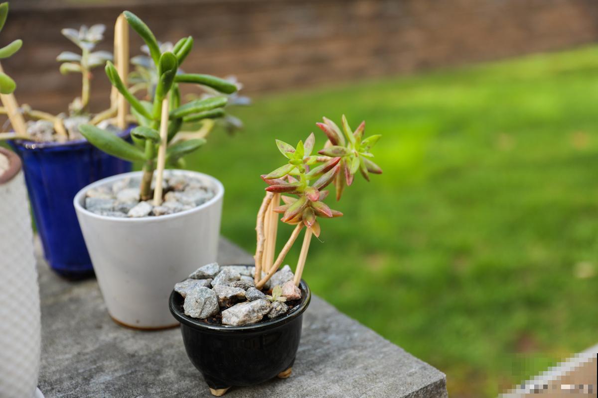 观音莲侧芽怎么栽种