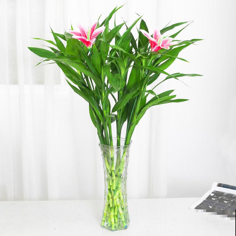 水培百合竹,主要这5点,养殖不黄叶 水培百合竹,主要这5点,养殖不黄叶