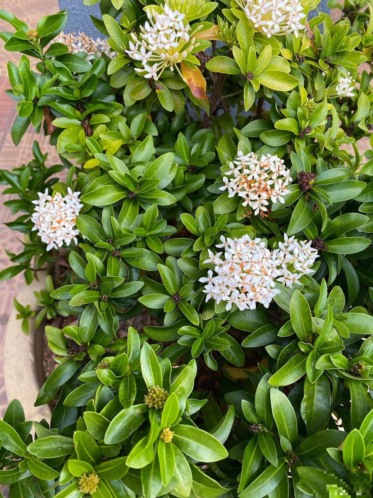 非洲茉莉多久开花 非洲茉莉多久开花